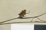 Inflorescence of the lectotype of Carex capensis (individual on left) UPS-THUNB21777