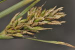 Detail of the Inflorescence of Carex capensis UPOS13978