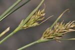 Two Inflorecences of Carex capensis UPOS13978