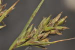 Inflorescence of Carex capensis UPOS13978