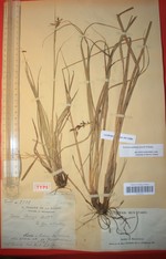 General aspect of the holotype of Carex chermezonii P00536708