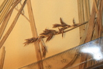 Partial inflorescence of the holotype of Carex chermezonii P00536708