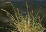 General aspect of Carex distincta UPOS14083