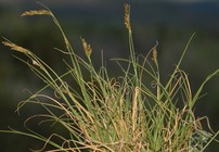 General aspect of Carex distincta UPOS14083