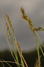 Inflorescences of Carex distincta UPOS14080