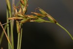 Fertile culms of Carex distincta UPOS14080
