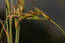 Fertile culms of Carex distincta UPOS14080