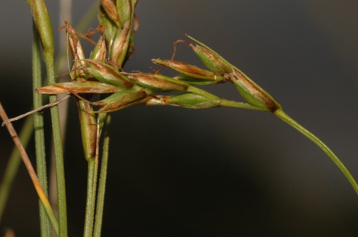 Fertile culms of Carex distincta UPOS14080 Fertile culms of Carex distincta UPOS14080