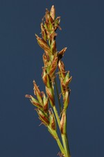 Inflorescence of Carex distincta showing unisexual utricles UPOS14079