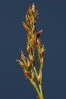 Inflorescence of Carex distincta showing unisexual utricles UPOS14079