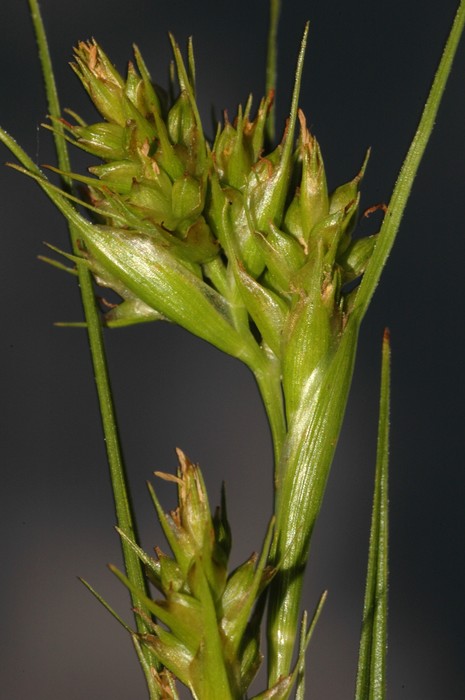 Inflorescence of Carex dregeana showing the bracts widened at the base UPOS8533 Inflorescence of Carex dregeana showing the bracts widened at the base UPOS8533