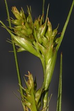 Inflorescence of Carex dregeana showing the bracts widened at the base UPOS8533