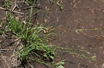 General aspect of Carex dregeana UPOS3617
