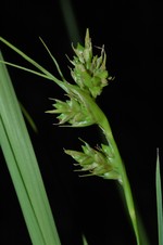 Inflorescence and leaf of Carex dregeana UPOS3617