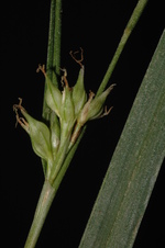 Partial inflorescence and leaf of Carex esenbeckiana UPOS3279