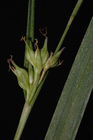 Partial inflorescence and leaf of Carex esenbeckiana UPOS3279