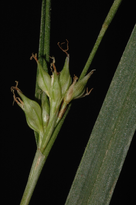 Partial inflorescence and leaf of Carex esenbeckiana UPOS3279 Partial inflorescence and leaf of Carex esenbeckiana UPOS3279