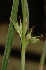 Partial inflorescence of Carex esenbeckiana showing unisexual utricles UPOS3279