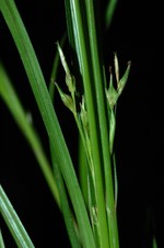 Fertile culms and leaves of Carex esenbeckiana UPOS3622