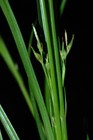 Fertile culms and leaves of Carex esenbeckiana UPOS3622