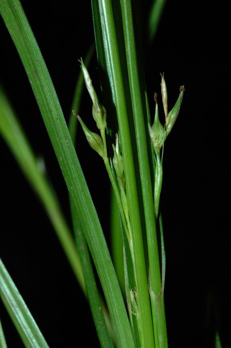 Fertile culms and leaves of Carex esenbeckiana UPOS3622 Fertile culms and leaves of Carex esenbeckiana UPOS3622