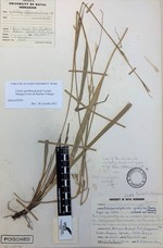 General aspect of the holotype of Carex gordon-grayae NU0002643