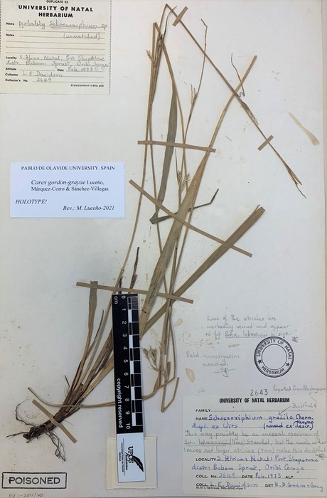 General aspect of the holotype of Carex gordon-grayae NU0002643
