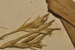 Partial inflorescence of the holotype of Carex gordon-grayae NU0002643