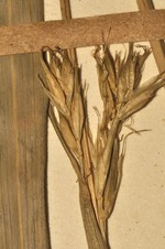 Unisexual utricles of the holotype of Carex gordon-grayae NU0002643