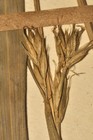 Unisexual utricles of the holotype of Carex gordon-grayae NU0002643