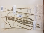 General aspect of a paratype of Carex gordon-grayae BOL4655