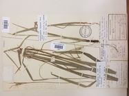 General aspect of a paratype of Carex gordon-grayae BOL4655
