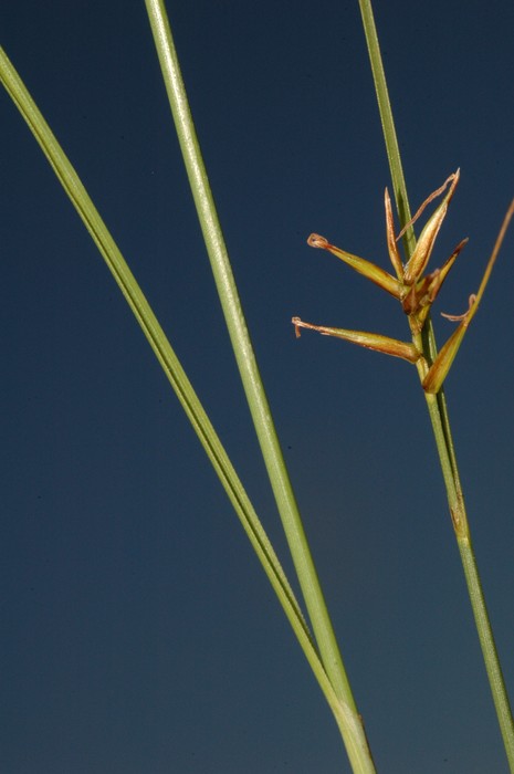 Fertile culms of Carex killickii showing an unbranched inflorescence with unisexual utricles UPOS8809 Fertile culms of Carex killickii showing an unbranched inflorescence with unisexual utricles UPOS8809