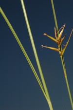 Fertile culms of Carex killickii showing an unbranched inflorescence with unisexual utricles UPOS8809