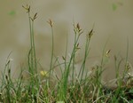General aspect of an unbranched morphotype of Carex killickii UPOS3607