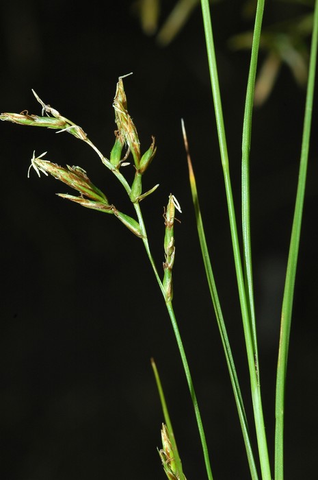 Branched inflorescence of Carex killickii showing inmature utriculiform prophylles and bisexual utricles UPOS3625 Branched inflorescence of Carex killickii showing inmature utriculiform prophylles and bisexual utricles UPOS3625