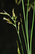 Branched inflorescence of Carex killickii showing inmature utriculiform prophylles and bisexual utricles UPOS3625