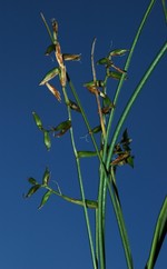 Branched inflorescence of Carex killickii showing mature utriculiform prophylles, unisexual and bisexual utricles UPOS4392