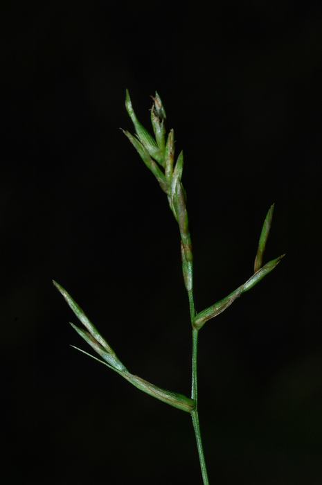 Inflorescence of Carex killickii showing utriculiform cladoprophylles UPOS3619