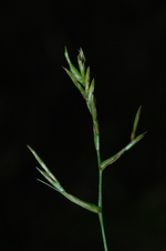 Inflorescence of Carex killickii showing utriculiform cladoprophylles UPOS3619