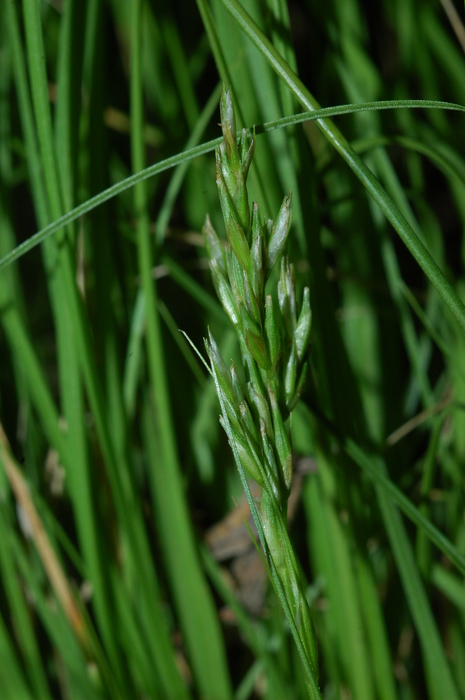 Inmature inflorescence of Carex killickii UPOS3619 Inmature inflorescence of Carex killickii UPOS3619