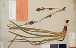General aspect of the lectotype of Carex lancea UPS-THUNB1350