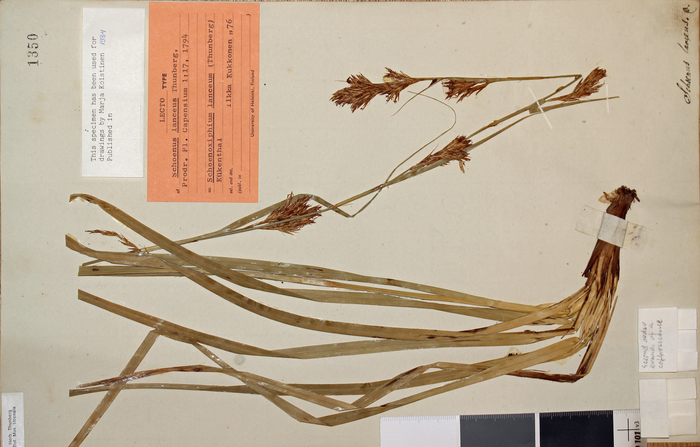 General aspect of the lectotype of Carex lancea UPS-THUNB1350 General aspect of the lectotype of Carex lancea UPS-THUNB1350