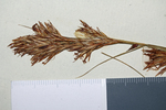 Upper part of the inflorescence of the lectotype of Carex lancea UPS-THUNB1350