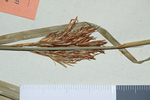 Partial inflorescence of the lectotype of Carex lancea UPS-THUNB1350