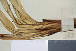 Plant base of the lectotype of Carex lancea UPS-THUNB1350