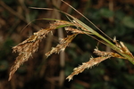Upper part of the inflorescence of Carex lancea UPOS14018