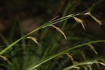 Inflorescences of Carex lancea UPOS14018