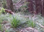 Caespitose habit of Carex lancea UPOS9970