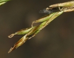 Female glumes and unisexual utricles of Carex lancea UPOS9970